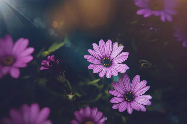 Beautiful Delicate Flowers Sun Garden Warm Day — Foto Stock