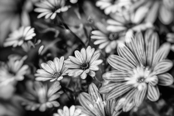 Gyönyörű Finom Virágok Napon Kertben Egy Meleg Napon — Stock Fotó