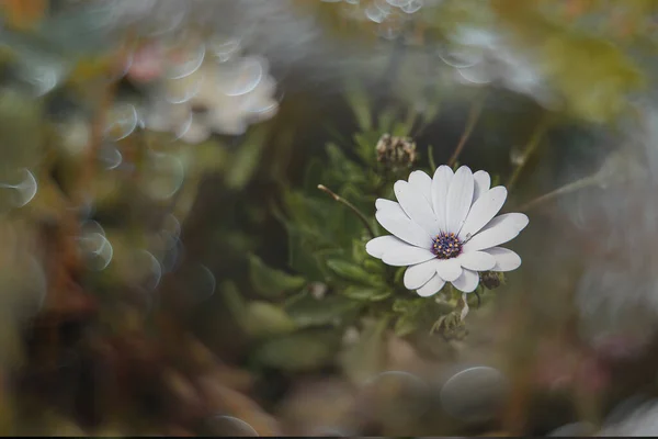 Beautiful Delicate Flowers Sun Garden Warm Day — Zdjęcie stockowe