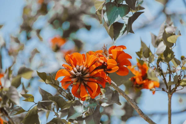 Beautiful Blooming Orange Exotic Tree Flowers Closeup Erythrina Caffra — Zdjęcie stockowe