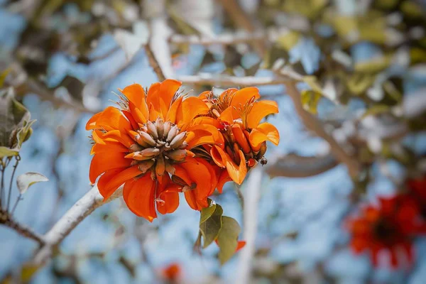 Belle Fleur Oranger Arbre Exotique Fleurs Gros Plan Erythrina Caffra — Photo