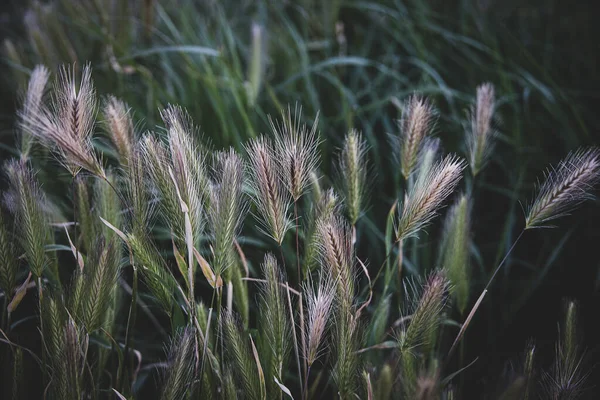 Красива Зелена Пшениця Впритул Фермерському Полі Навесні — стокове фото