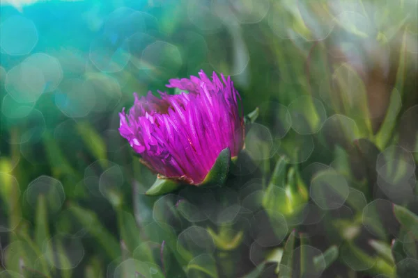 Bela Flor Primavera Comestível Roxo Sobre Fundo Verde Sol Quente — Fotografia de Stock