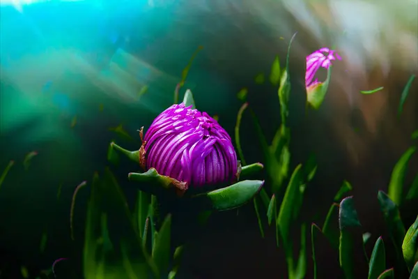 Piękny Fioletowy Jadalny Wiosenny Kwiat Zielonym Tle Ciepłym Słońcu — Zdjęcie stockowe