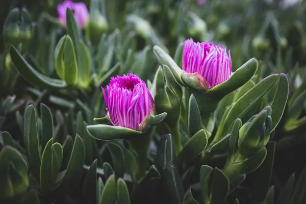 Güzel, mor, yenilebilir bahar çiçeği yeşil bir arka planda, ılık güneş ışığında.