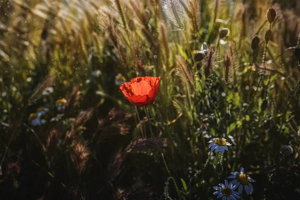 Mooie Wilde Rode Klaprozen Een Lenteweide Warme Zonneschijn — Stockfoto