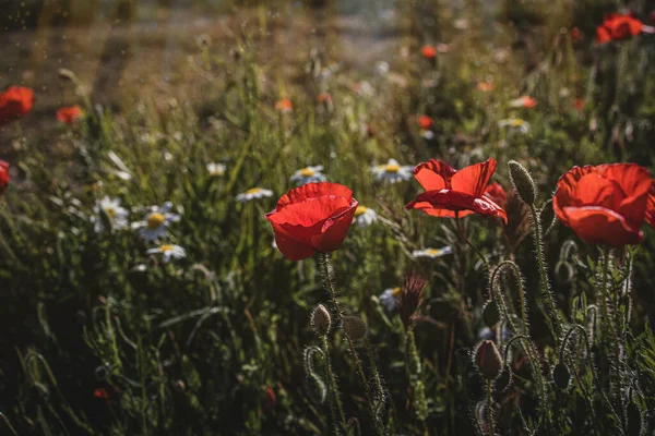 Güzel kırmızı gelincikler sıcacık günışığında bir bahar çayırında