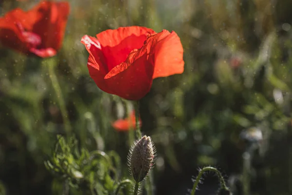 Güzel Kırmızı Gelincikler Sıcacık Günışığında Bir Bahar Çayırında — Stok fotoğraf