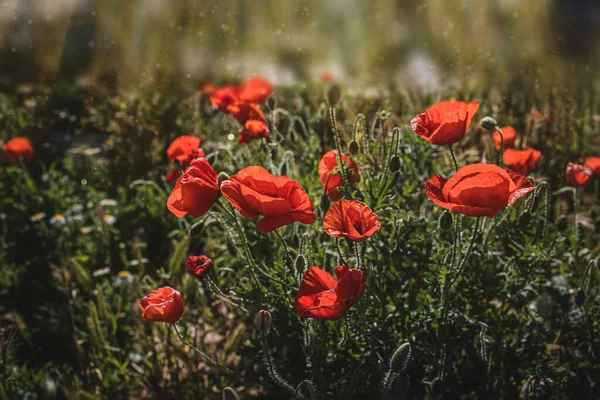 Beautiful Wild Red Poppies Spring Meadow Warm Sunshine — Fotografia de Stock