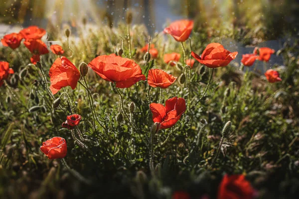 Beautiful Wild Red Poppies Spring Meadow Warm Sunshine — Fotografia de Stock