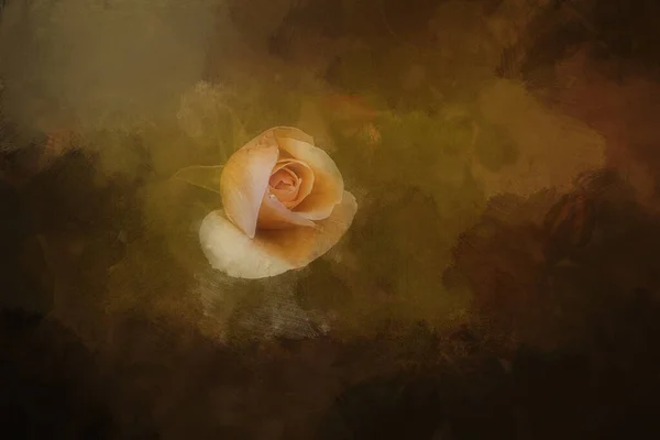 Piękna Delikatna Pomarańczowa Róża Brązowym Tle Obrazek Stockowy