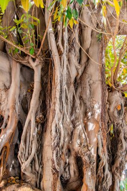 beautiful big old ficus tree in alicante spain