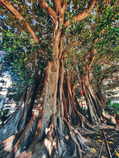 Beautiful Big Old Ficus Tree Alicante Spain — Photo