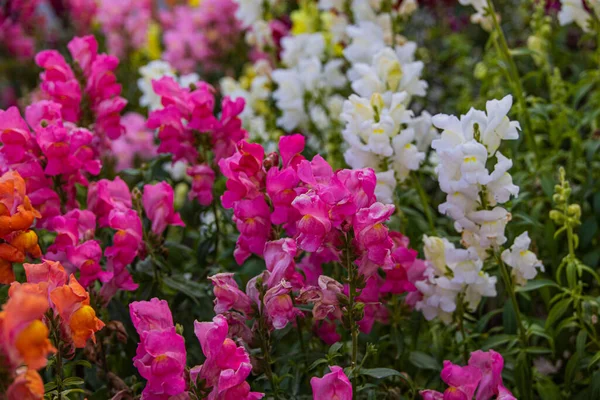 beautiful summer colorful flowers of lion's garden in sunshine with bokeh