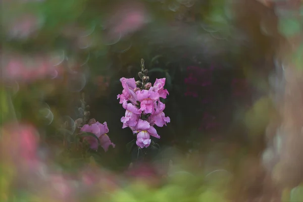 Όμορφο Καλοκαίρι Πολύχρωμα Λουλούδια Του Κήπου Του Λιονταριού Στον Ήλιο — Φωτογραφία Αρχείου