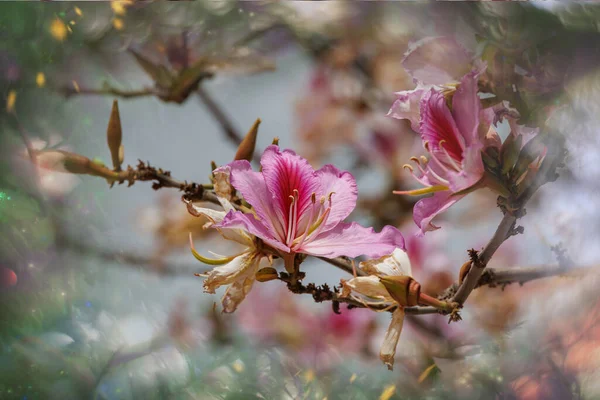 Beautiful Pink Curious Flowering Spring Tree Big Flowers Bokeh — Foto de Stock