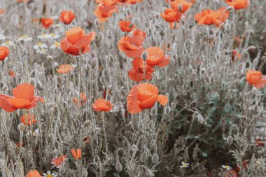 Güzel kırmızı gelincikler sıcacık günışığında bir bahar çayırında