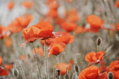 Güzel kırmızı gelincikler sıcacık günışığında bir bahar çayırında