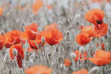 Güzel kırmızı gelincikler sıcacık günışığında bir bahar çayırında