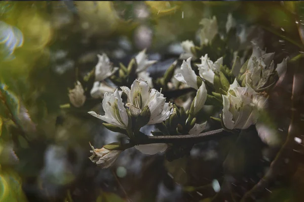 Beautiful Curious Flowering Spring Tree Big Flowers Bokeh — Φωτογραφία Αρχείου
