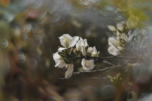 Beautiful Curious Flowering Spring Tree Big Flowers Bokeh — Photo
