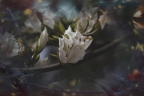 Krásný Kuriózní Kvetoucí Jarní Strom Velkými Květy Bokeh — Stock fotografie