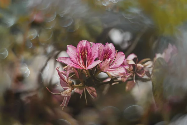 Bela Árvore Primavera Floração Curioso Rosa Com Flores Grandes Bokeh — Fotografia de Stock
