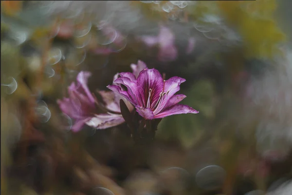 Bellissimo Albero Rosa Curioso Fioritura Primavera Con Grandi Fiori Bokeh — Foto Stock