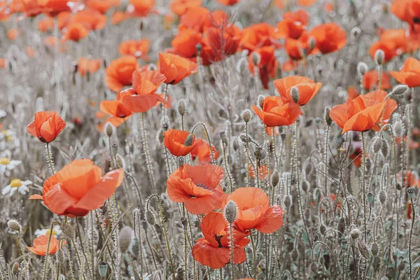 Güzel kırmızı gelincikler sıcacık günışığında bir bahar çayırında