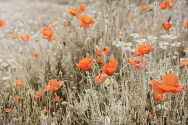 Güzel kırmızı gelincikler sıcacık günışığında bir bahar çayırında