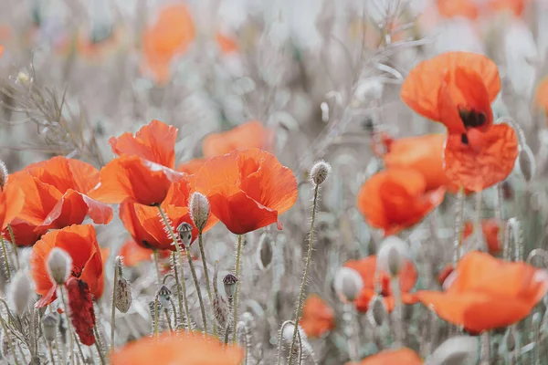 Güzel kırmızı gelincikler sıcacık günışığında bir bahar çayırında