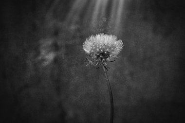 güzel beyaz karahindiba yeşil arka planda çayırda