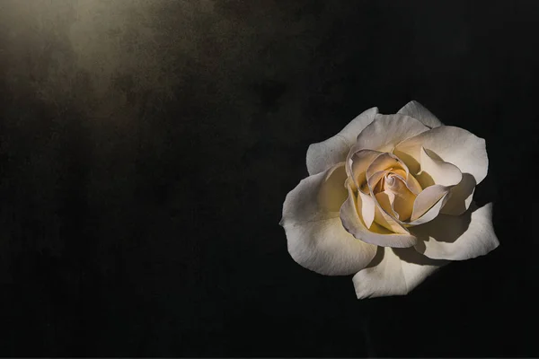 Rosa Branca Delicada Bonita Jardim Contra Fundo Escuro Nos Raios — Fotografia de Stock