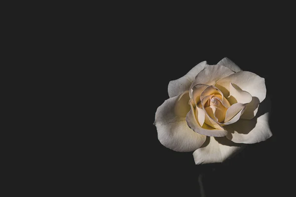 Hermosa Rosa Blanca Delicada Jardín Sobre Fondo Oscuro Los Rayos —  Fotos de Stock