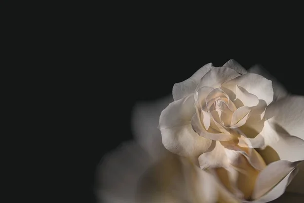 Красивая Нежная Белая Роза Саду Темном Фоне Лучах Солнца — стоковое фото