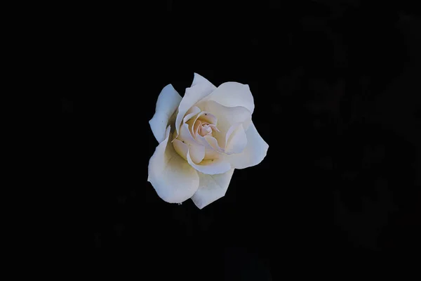 Красивая Нежная Белая Роза Саду Темном Фоне Лучах Солнца — стоковое фото