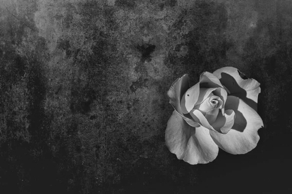 Красива Ніжна Біла Троянда Саду Темному Тлі Променях Сонця — стокове фото