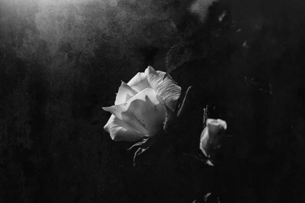美丽娇嫩的白玫瑰在花园里 在阳光的映衬下 映衬着漆黑的背景 — 图库照片