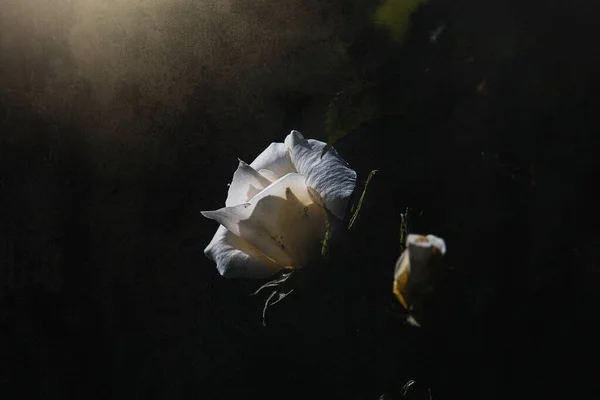 Hermosa Rosa Blanca Delicada Jardín Sobre Fondo Oscuro Los Rayos — Foto de Stock