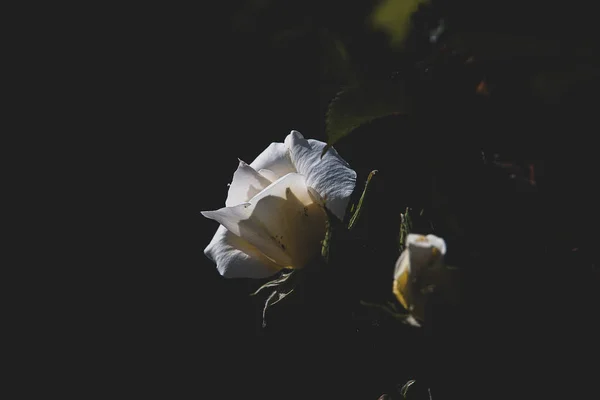Όμορφο Λεπτό Λευκό Τριαντάφυλλο Στον Κήπο Ένα Σκούρο Φόντο Στις — Φωτογραφία Αρχείου
