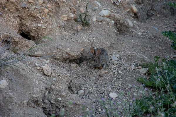 Beau Petit Lapin Gris Sauvage Dans Habitat Naturel Espagne — Photo