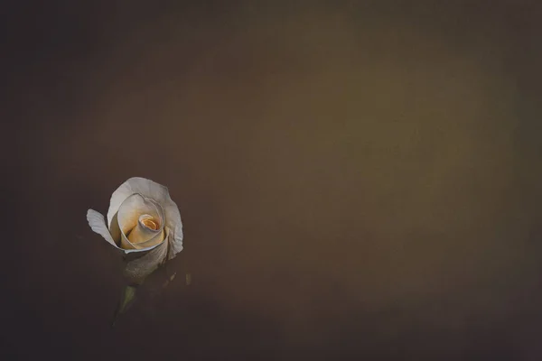 Bella Rosa Bianca Delicata Giardino Uno Sfondo Scuro Raggi Del — Foto Stock