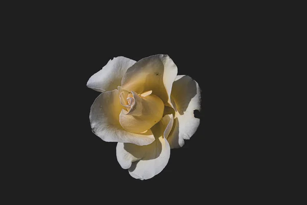 Krásná Jemná Bílá Růže Zahradě Proti Tmavému Pozadí Paprscích Slunce — Stock fotografie