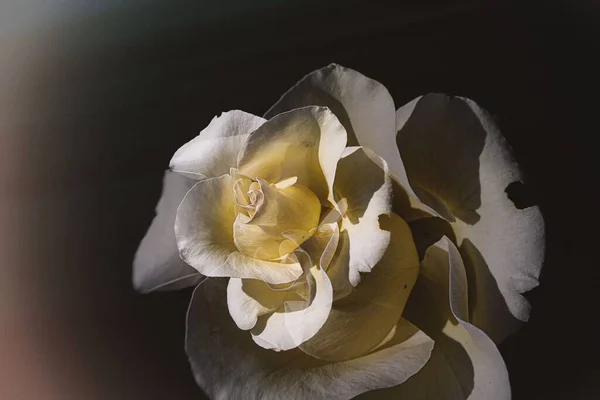 Belle Rose Blanche Délicate Dans Jardin Sur Fond Sombre Dans — Photo