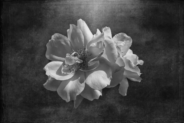 Beautiful Delicate White Rose Garden Dark Background Rays Sun — Stock Photo, Image
