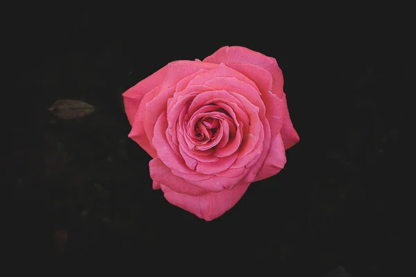 Hermosa Rosa Delicada Jardín Sobre Fondo Oscuro Los Rayos Del —  Fotos de Stock