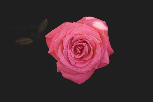 Belle Rose Délicate Dans Jardin Sur Fond Sombre Dans Les — Photo