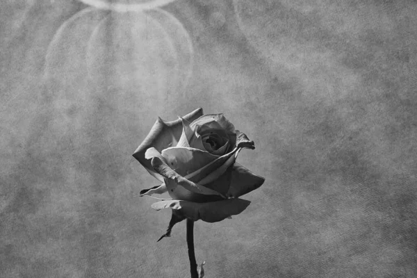 Красива Ніжна Рожева Троянда Саду Темному Тлі Променях Сонця — стокове фото