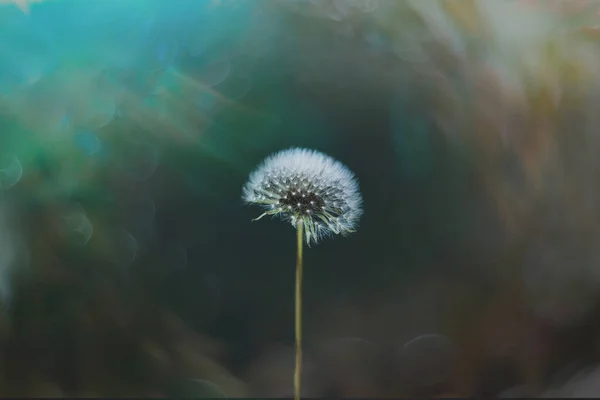 緑の背景の牧草地に美しい白いタンポポ — ストック写真