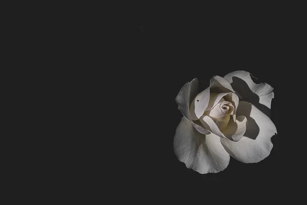 Красива Ніжна Біла Троянда Саду Темному Тлі Променях Сонця Ліцензійні Стокові Зображення